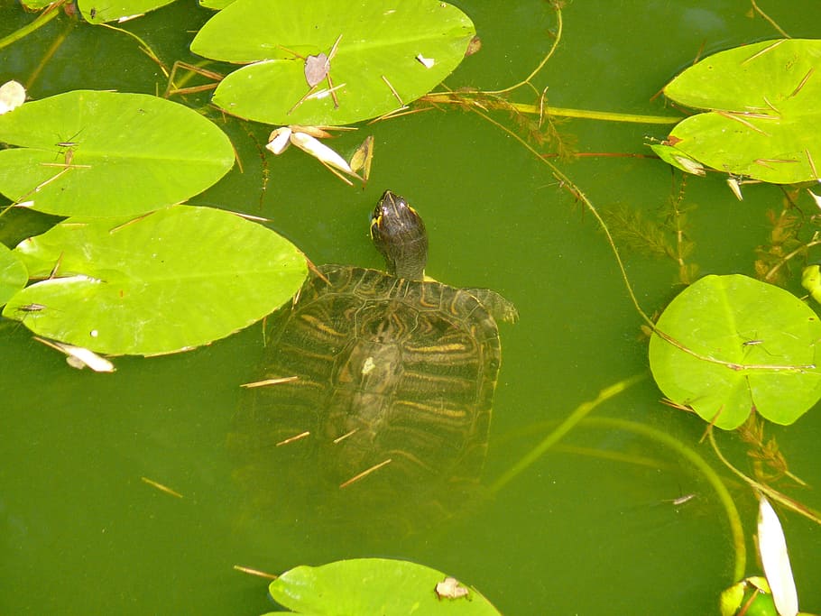water turtle, animal, animal themes, plant part, lake, vertebrate HD wallpaper