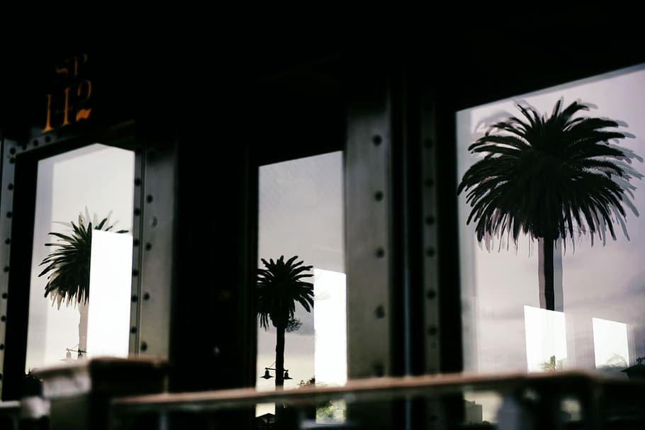 black building with glass walls mounted with silhouette of tree stickers, reflection of trees on windows during daytime HD wallpaper