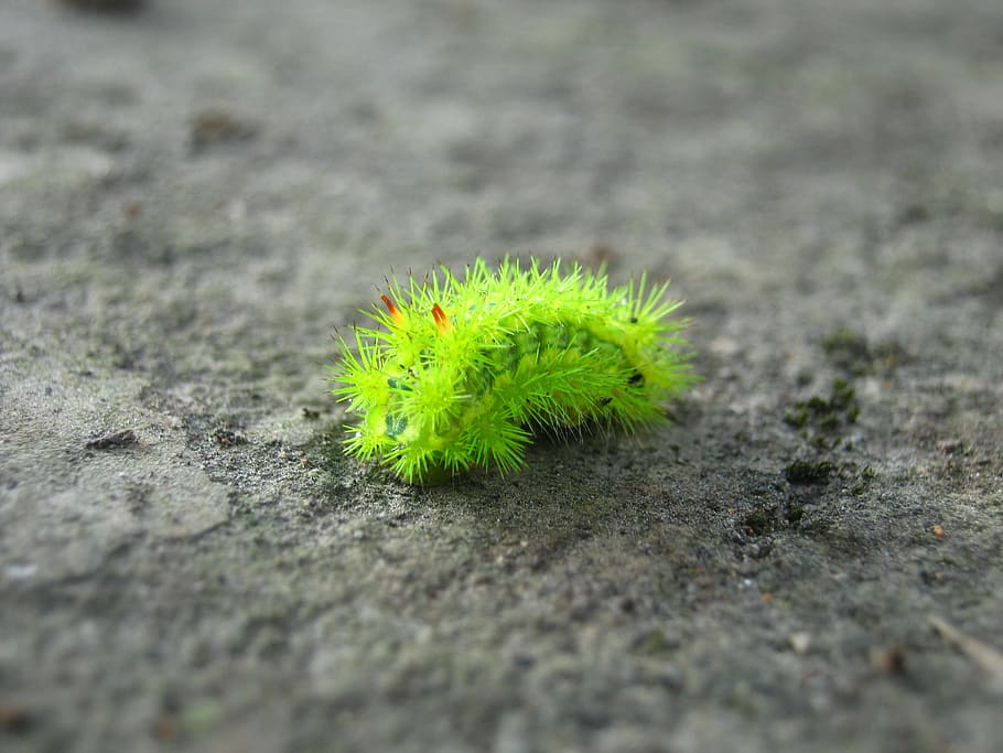 insects, nẹt beetle, danger, green color, selective focus HD wallpaper