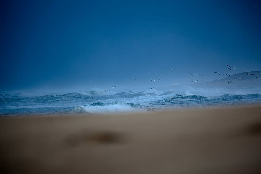 seagull hovering over ocean, birds flying during day time photography