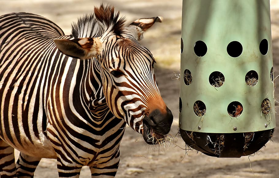 zebra, wild animal, eat, feeding, zoo, africa, zebra crossing, HD wallpaper