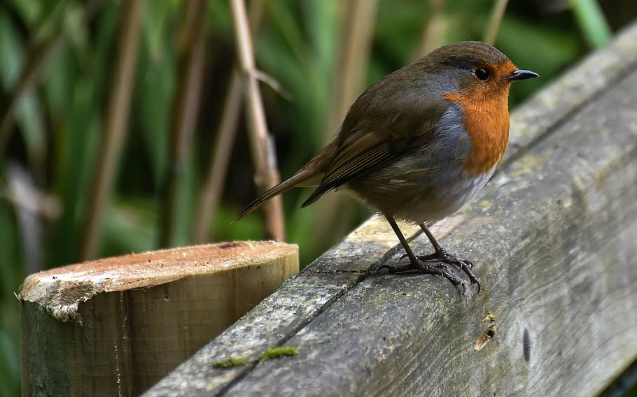 brown and black bird on wood near green plants during daytime, gray and brown bird perched on gray wood HD wallpaper