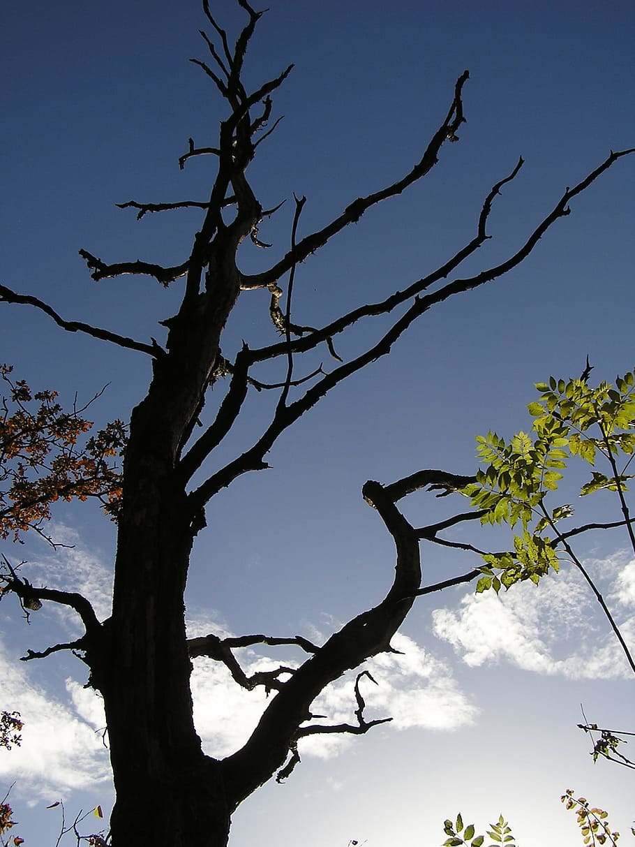 Tree, Kahl, Branch, trees, sky, autumn, nature, branches, dry HD wallpaper