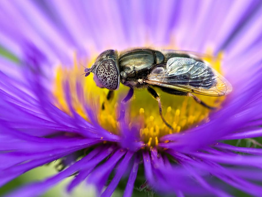 aaa, ccc, bbb, insect, nature, macro, close-up, animal, bee HD wallpaper