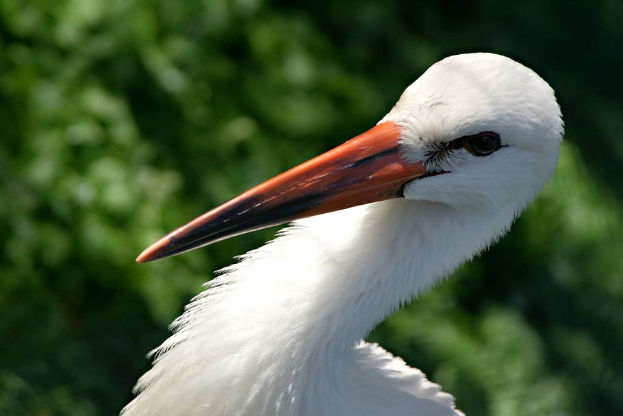 snowy egret closeup photo, stork, feather, bird, animals, portrait HD wallpaper