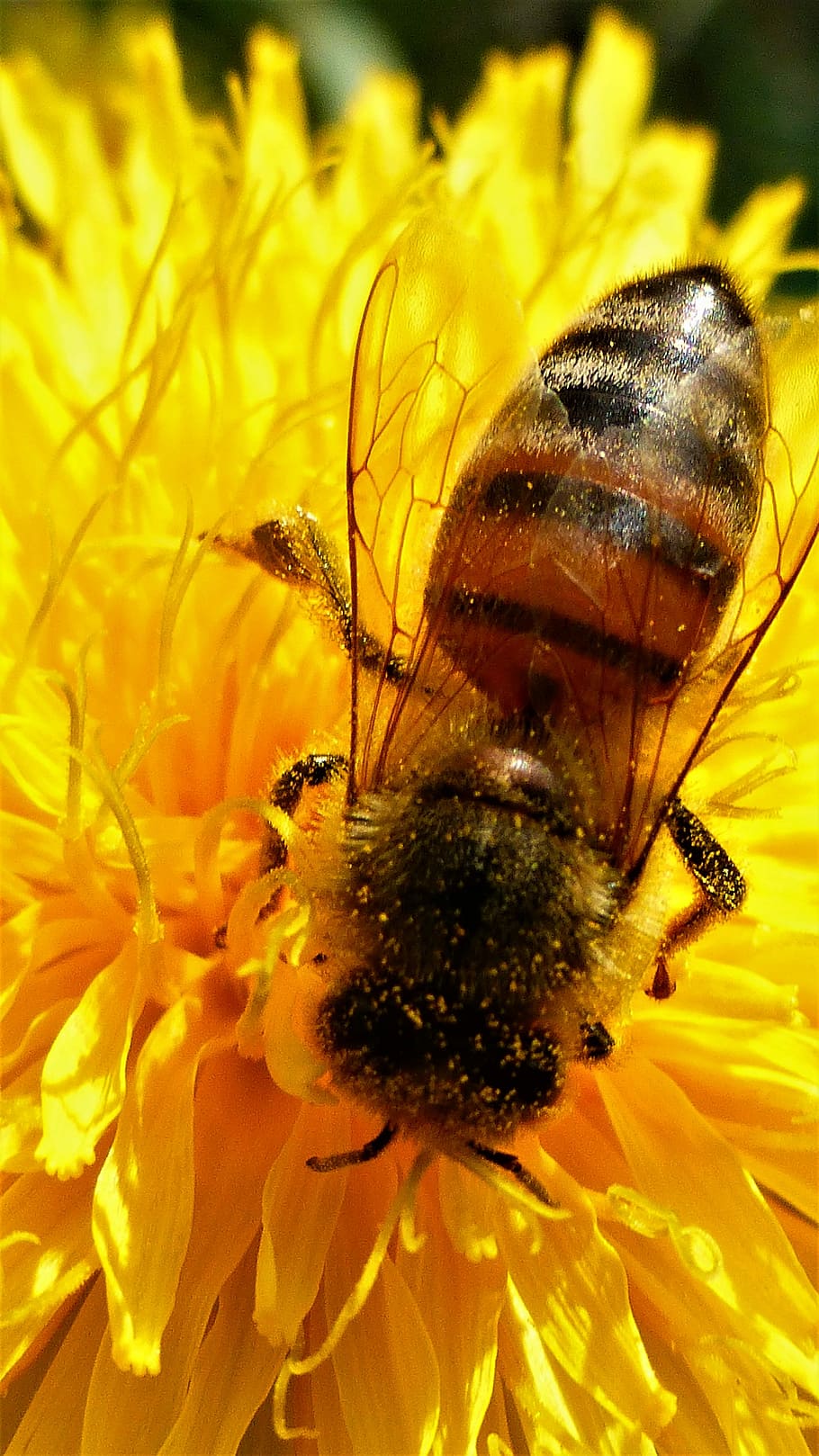 insect, nature, bee, flower, pollination, pollen, wing, plant HD wallpaper