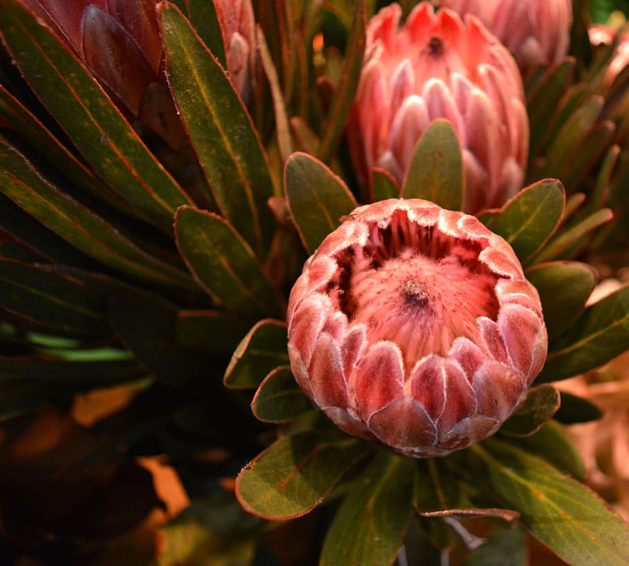 proteas, flowers, exotic, garden, nature, plant, rosa, growth, HD wallpaper