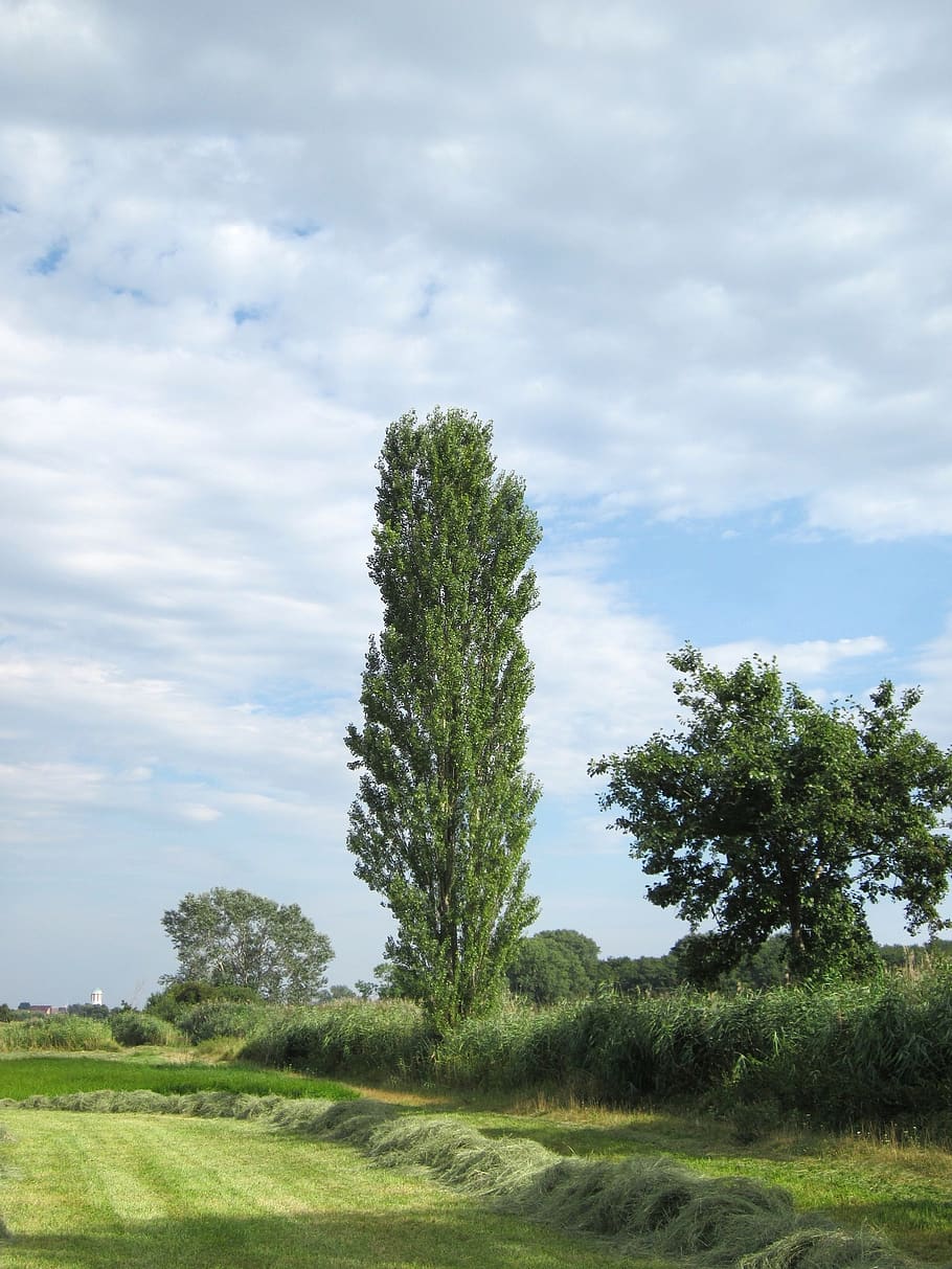germany, landscape, sky, clouds, summer, trees, plants, grass HD wallpaper
