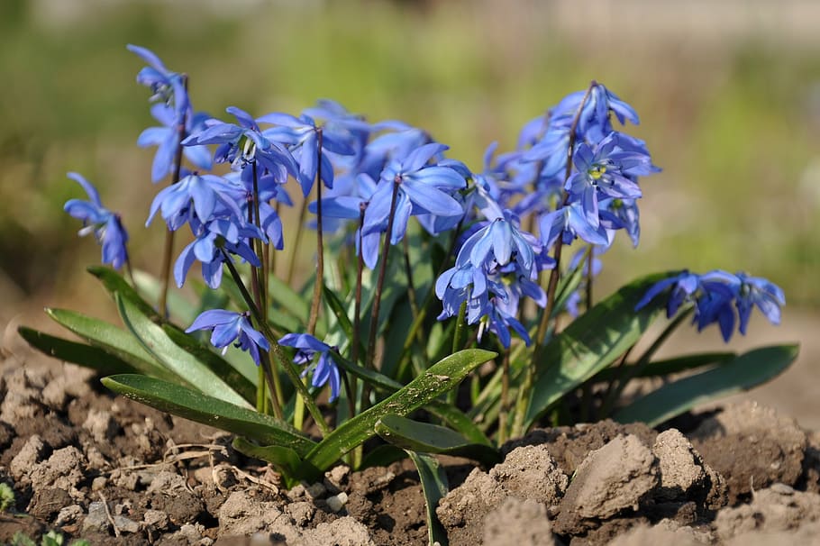 ladoňky, spring, blue, flowering plant, freshness, beauty in nature HD wallpaper