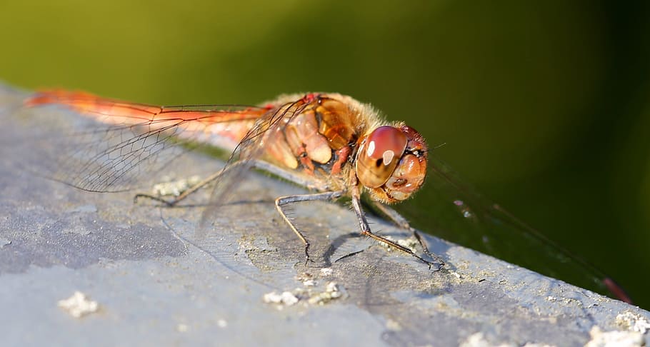 dragonfly, insect, close, flight insect, animal, red dragonfly HD wallpaper