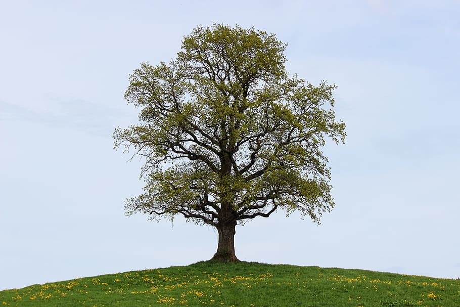 green and brown tree photo during day time, spring, nature HD wallpaper