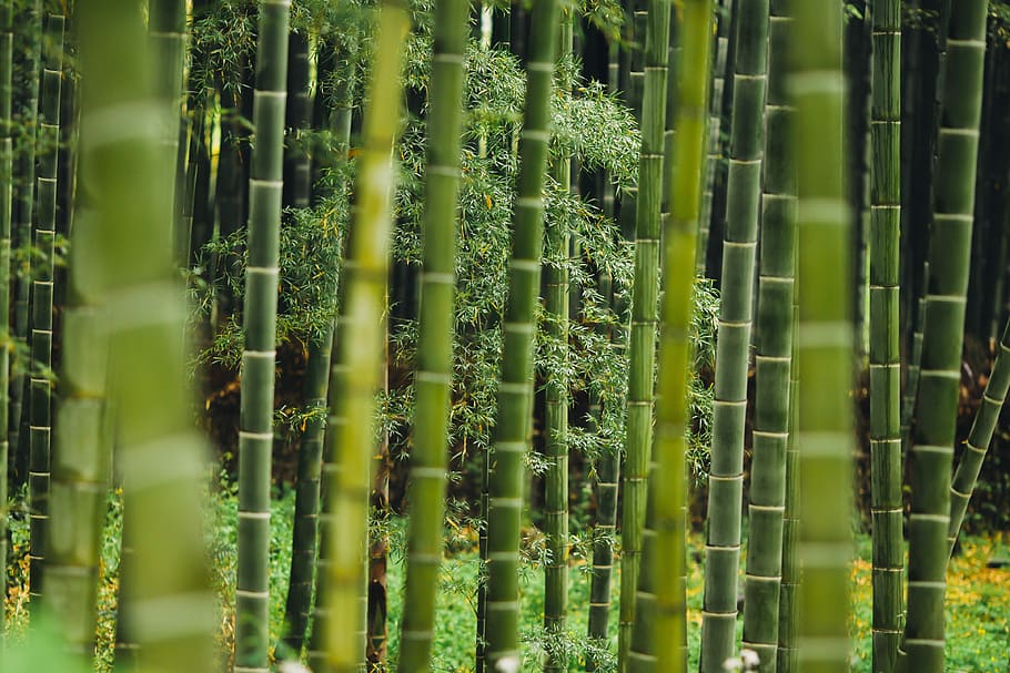 bamboo trees, selective focus photography of bamboo trees, forest HD wallpaper