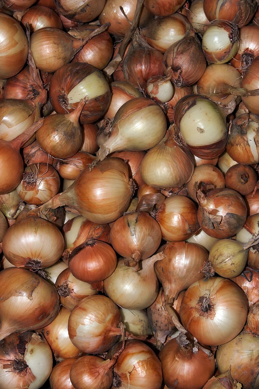 vegetables, onion, harvest, macro, food, freshness, organic HD wallpaper