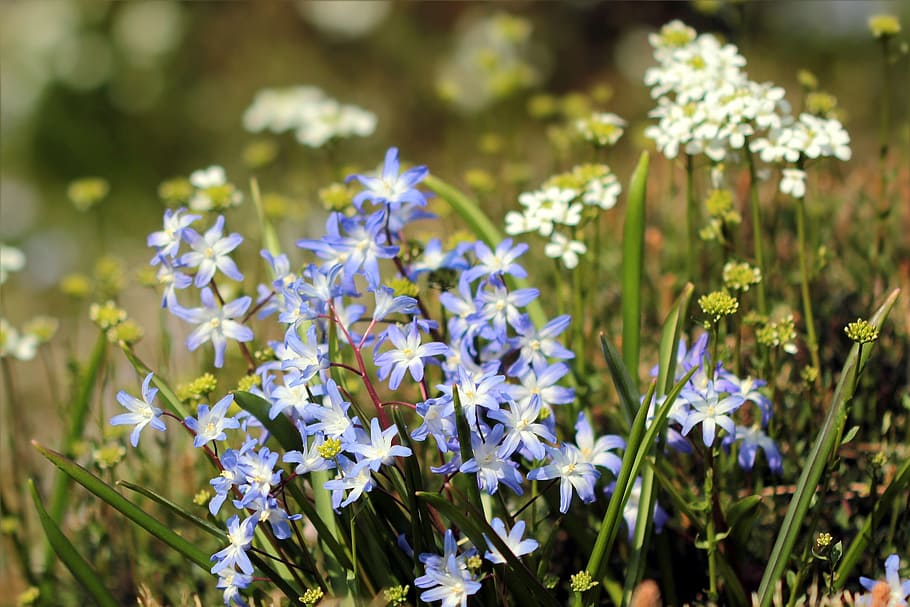 flowers, blue, white, spring, park, flowering plant, freshness HD wallpaper