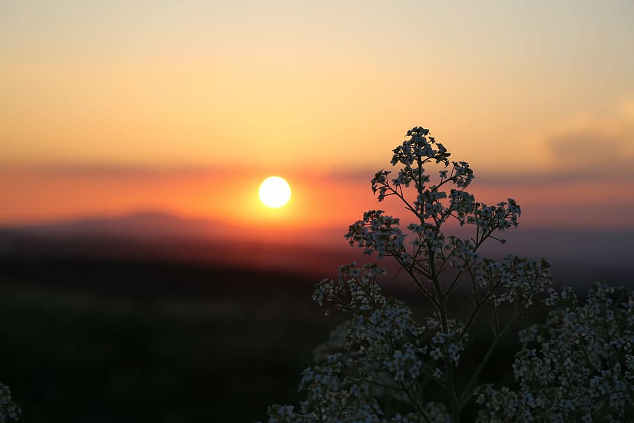 selective focus photography of tree under golden hour, sunset HD wallpaper