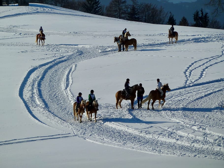snow, mountain, horses, winter, riding, nature, white, cold temperature HD wallpaper