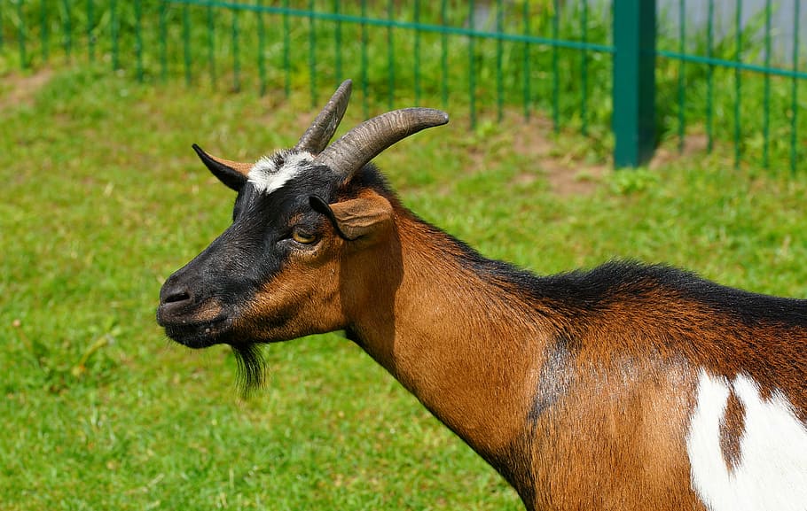 brown goat, bart, portrait, animal, domestic goat, horns, fur HD wallpaper
