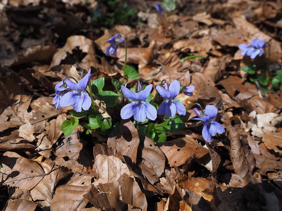 selective focus photography of blue wild violets, viola, blossom HD wallpaper