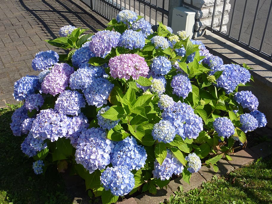 hydrangea, greenhouse hydrangea, violet, flower, flowering plant HD wallpaper