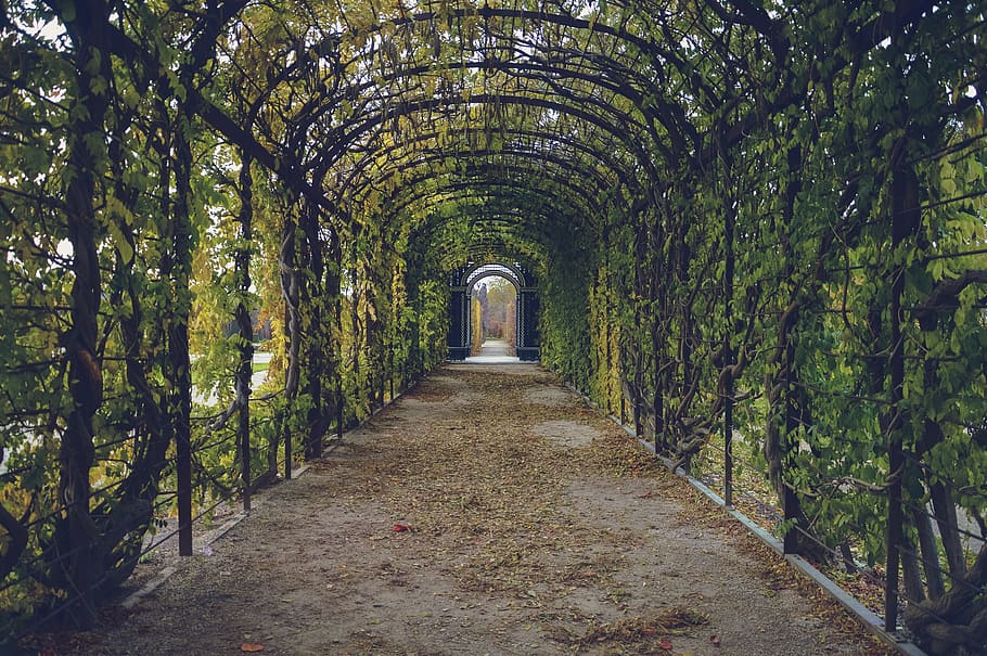 green and black garden arch, path, way, tunnel, park, leaves, HD wallpaper