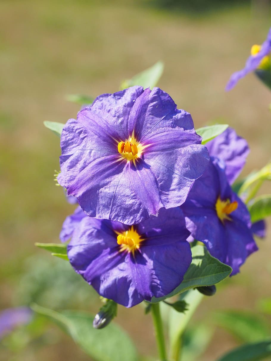 blossom, bloom, violet, bush, purple, blue violet, lycianthes rantonnetii HD wallpaper