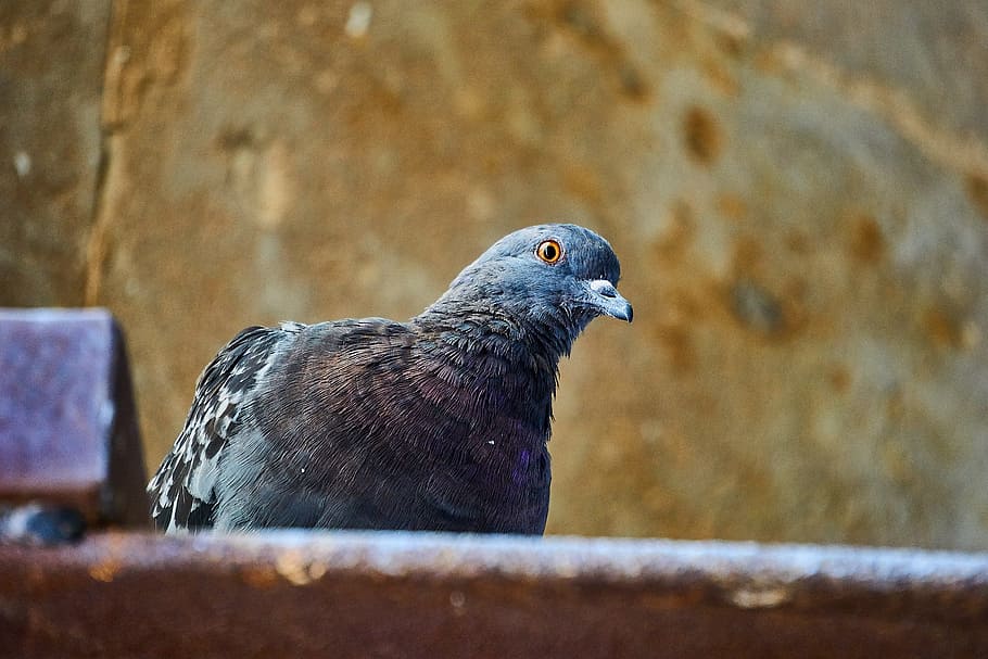 dove, birds, gable, plumage, one animal, animal wildlife, animals in the wild HD wallpaper