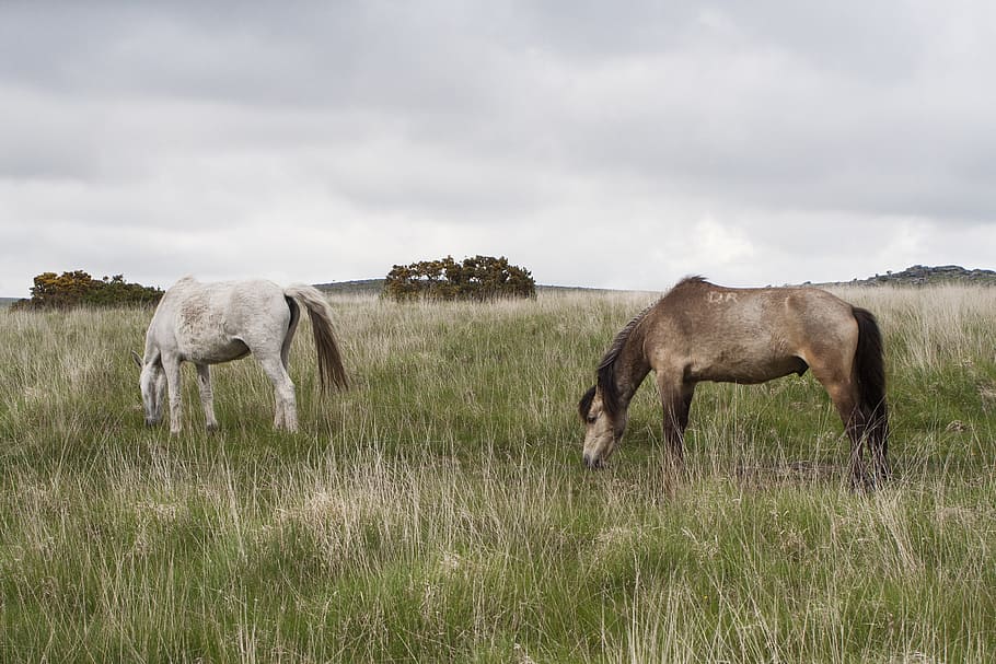 dartmoor, pony, horse, devon, wild, england, brown, animal HD wallpaper