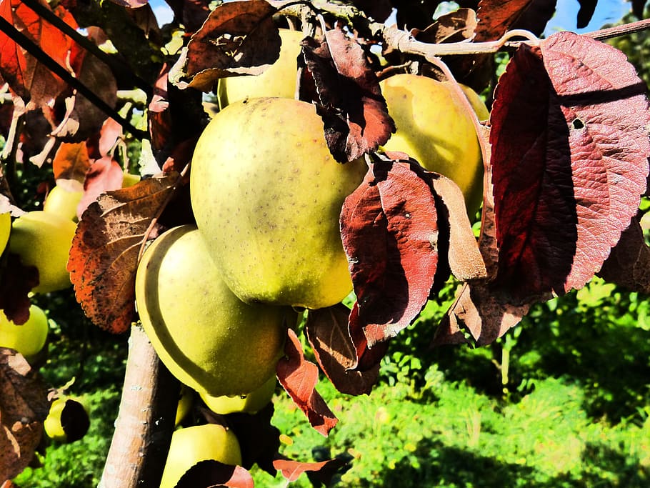 apple, fruit, tree, autumn, harvest, time of year, food, healthy eating HD wallpaper