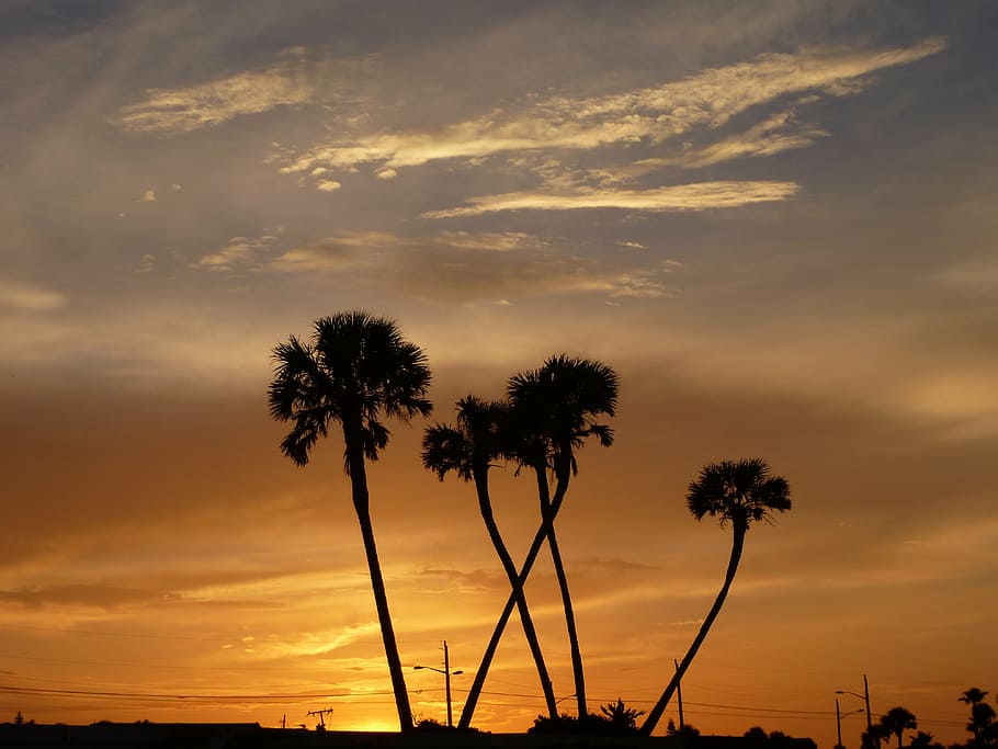 sunset, palm trees, romance, abendstimmung, evening sky, twilight HD wallpaper