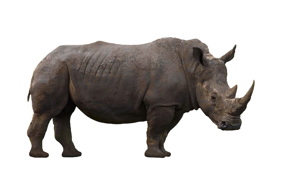 rhinoceros, animal, africa, horn, wild, safari, endangered, HD wallpaper