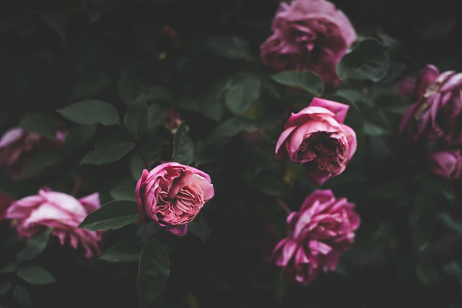 Blooming Pink Roses in the Garden · Free Stock Photo