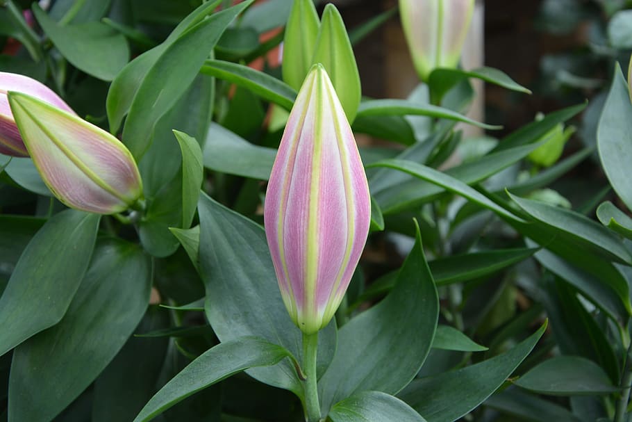 flowers, lily, buttons, lys, green leaves, flower garden, nature HD wallpaper