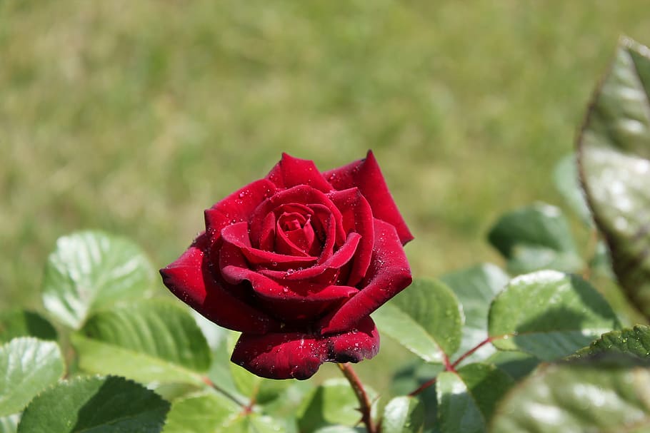 rose, rain, garden, flower, flowering plant, beauty in nature HD wallpaper