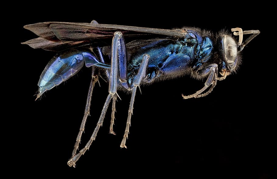 blue mud wasp, dauber, insect, macro, profile, mounted, iridescent HD wallpaper