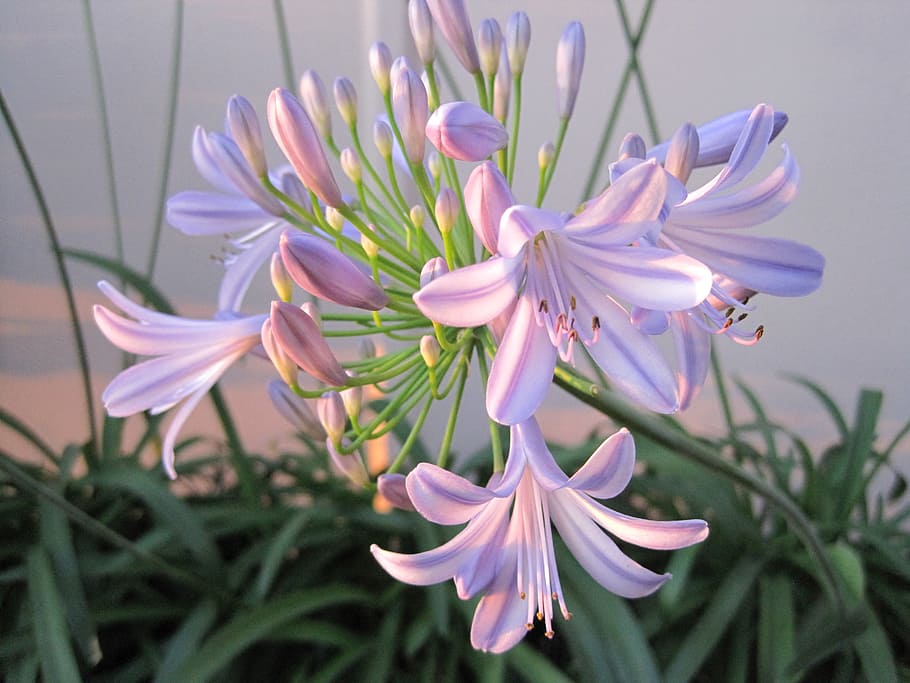 pink African lily, agapathus, flower, light, green leaves, bade shaped leaves HD wallpaper