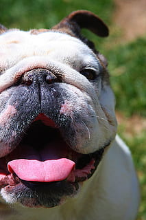 english bulldog smile