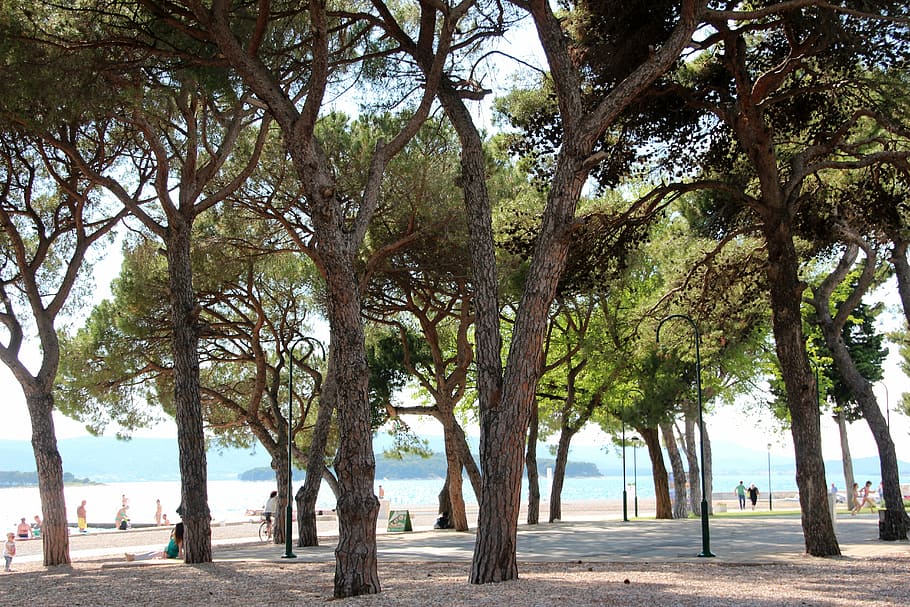 forest, sea, water, beach, trees, light, plenty of natural light HD wallpaper