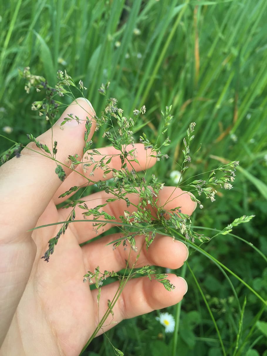 Field, Grass, Nature, Hand, Wild Flower, bloom, wildflowers HD wallpaper
