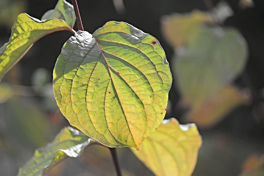 leaf, structure, veins, leaf veins, green, texture, nature HD wallpaper