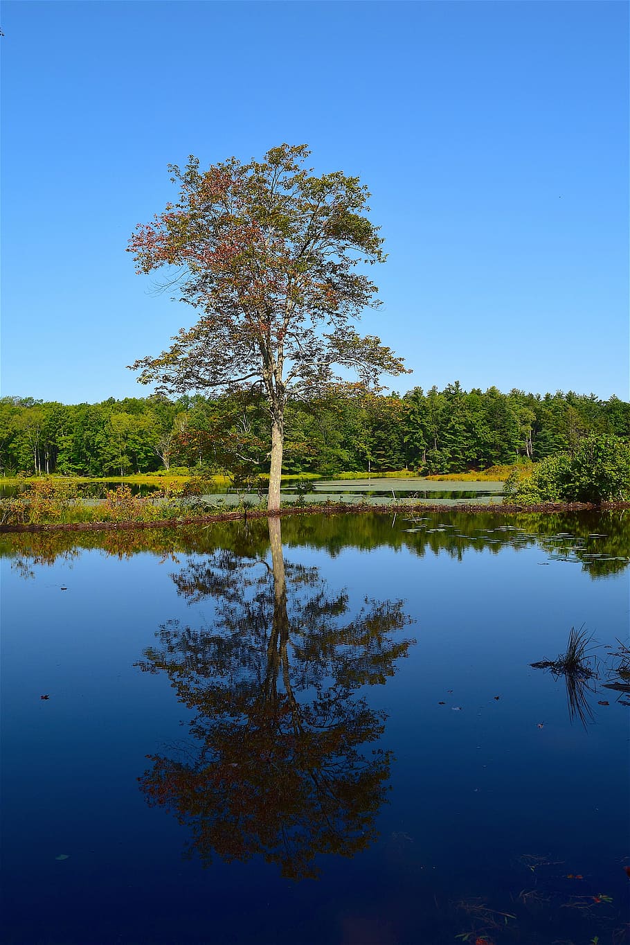 pond, tree, reflection, water, morning, summer, nature, landscape HD wallpaper