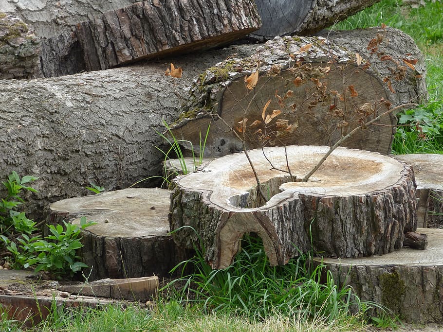 konar, trunk, wood, tree, cut, the bark, tree bough, the bark of the tree HD wallpaper