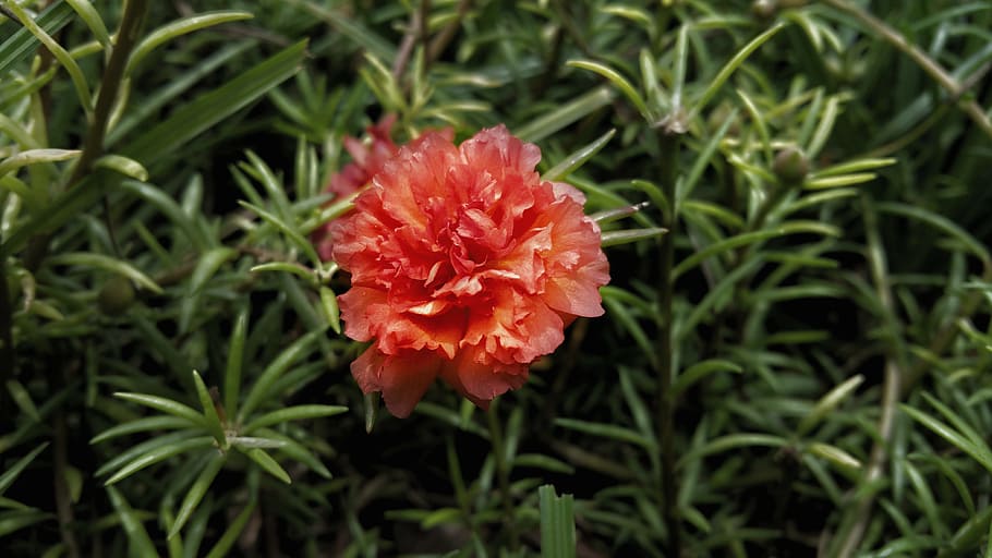flower, red, orange, plant, growth, freshness, flowering plant HD wallpaper