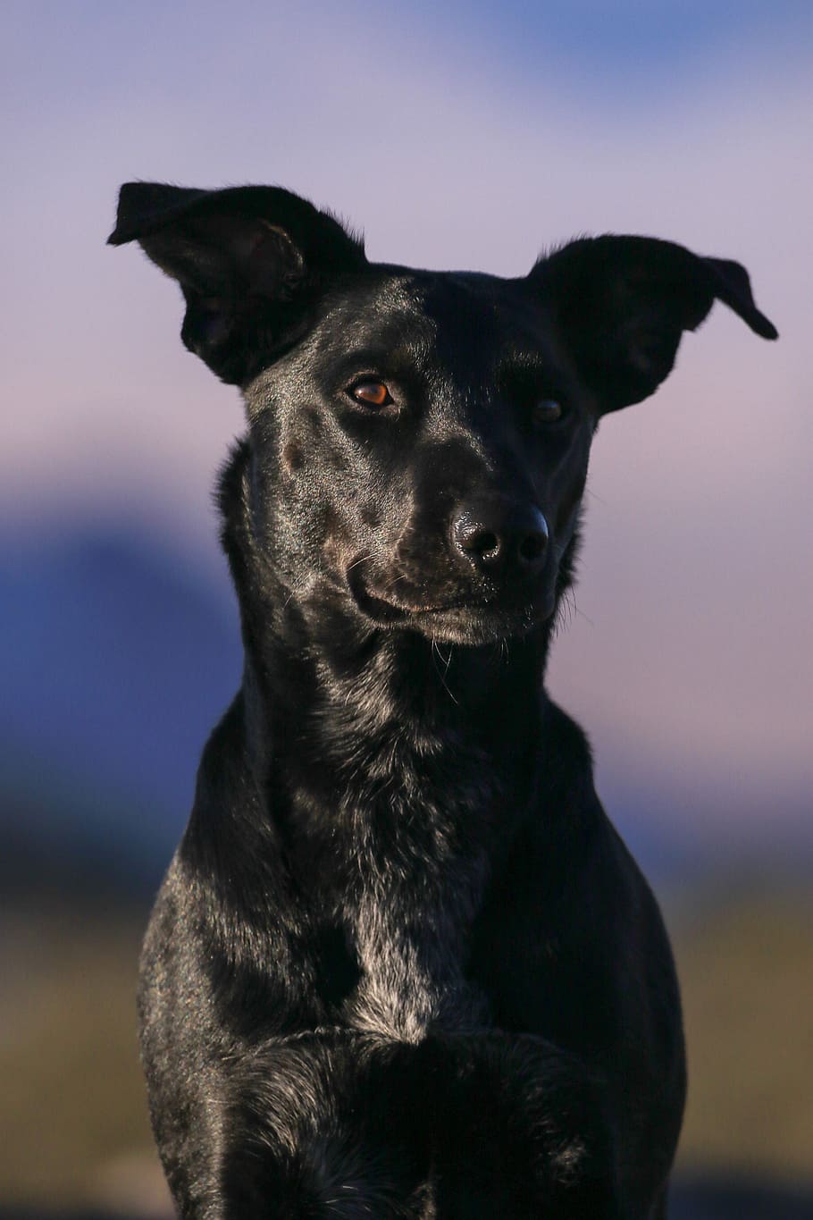 short-coated black dog, selective focus photo of adult black Labrador retriever