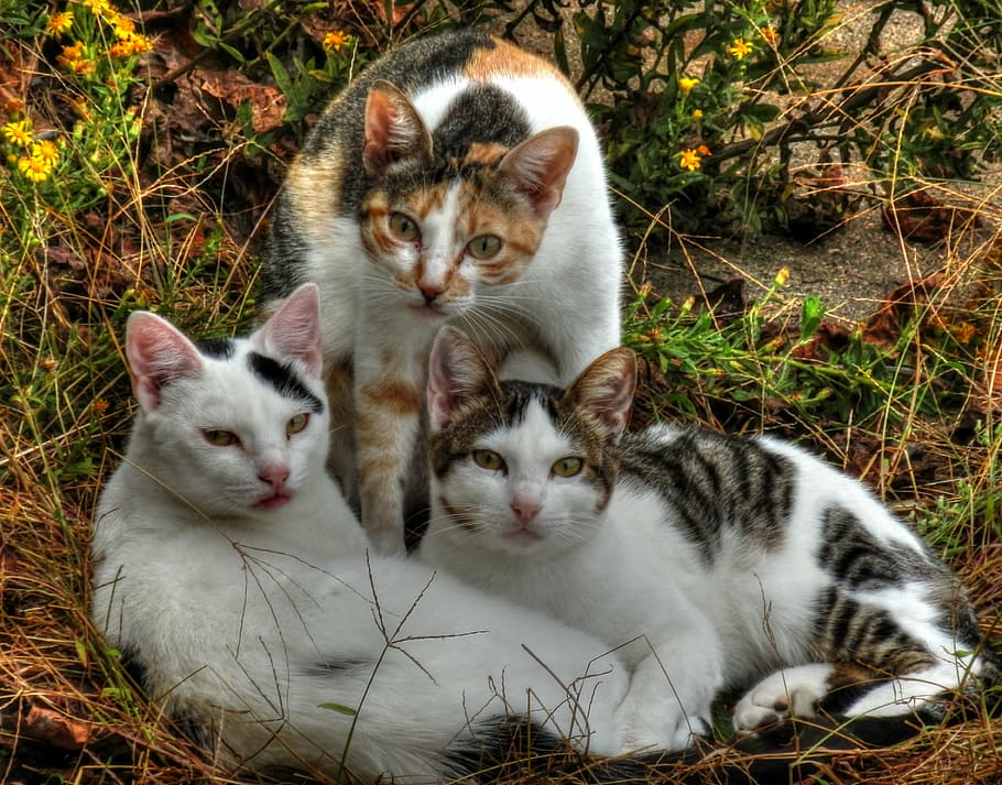 three calico cats, animal, kitten, domestic, pet, cute, mammal HD wallpaper
