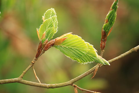 green leaf, beech, beech leaf, beech leaves, nature, tree, plant HD wallpaper