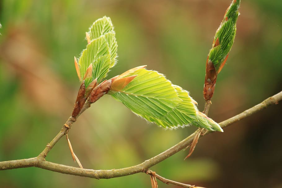 green leaf, beech, beech leaf, beech leaves, nature, tree, plant HD wallpaper