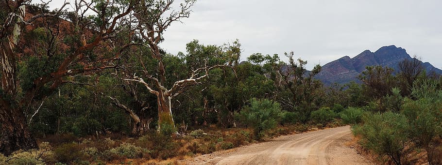 outback australia, flinders ranges, remote, dead trees, barren HD wallpaper