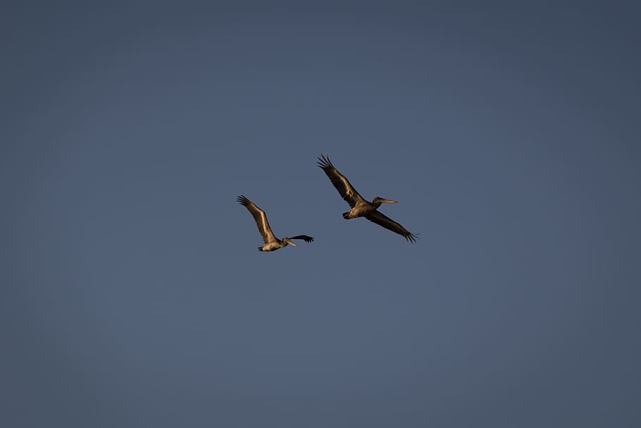 Pelican, Bird, Fly, Wings, Flight, Air, flying, nature, sky HD wallpaper