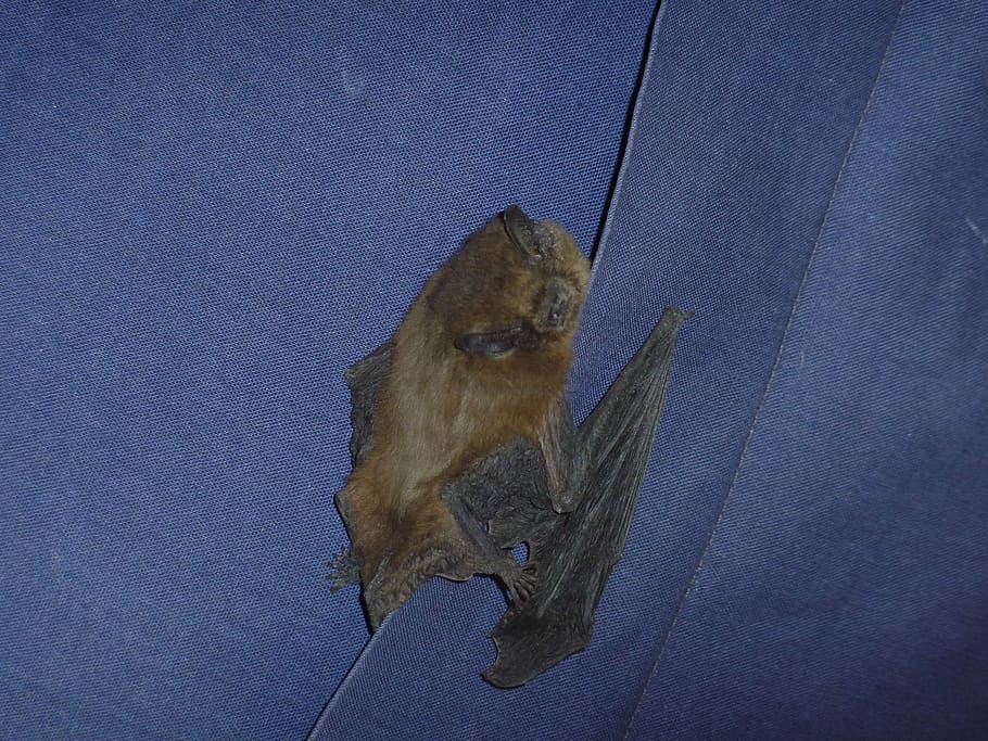 Bat, Animal, Night, one animal, animal themes, no people, animals in the wild HD wallpaper