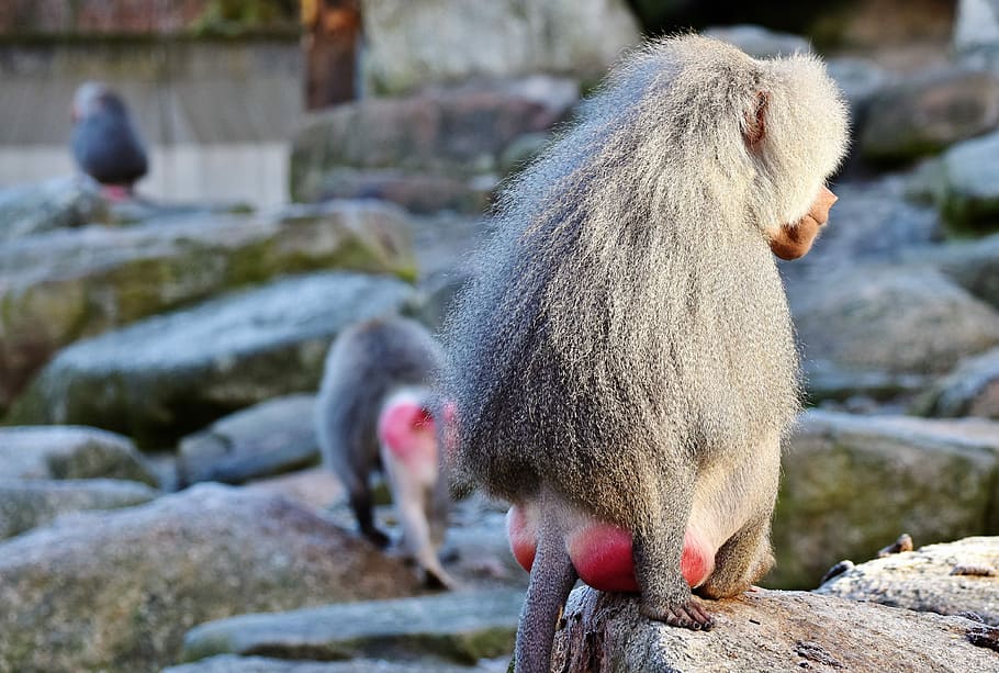 gray baboon on rock, monkey, primate, creature, grey, animal HD wallpaper